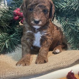 Bernedoodle, Goldendoodle, and Poodle Puppies from Bells Poodles n Doodles