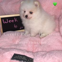 Pomeranian Puppies from Lovely Poms - Houston Pomeranians