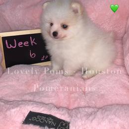 Pomeranian Puppies from Lovely Poms - Houston Pomeranians