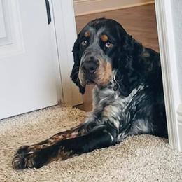 Sunny - English Springer Spaniel
