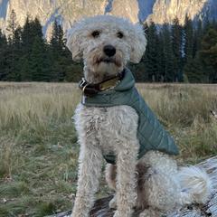 Bernedoodles and Labradoodles from Wild Roots Doodles