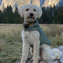 Bernedoodles and Labradoodles from Wild Roots Doodles