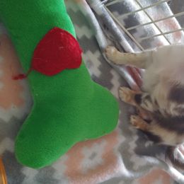 Chihuahua Puppies from Inman Fields