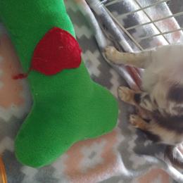 Chihuahua Puppies from Inman Fields