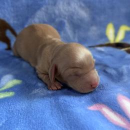 Annie - Red female Dachshund puppy in Dothan, Alabama from Little House Pups