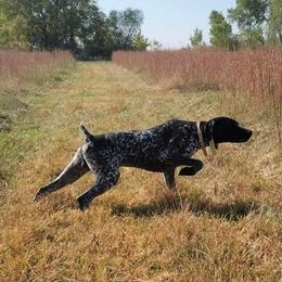 Deuce - German Shorthaired Pointer