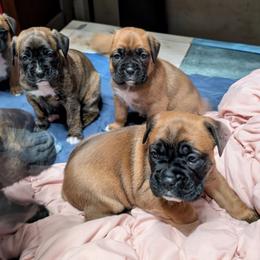 Yellow - Brindle female Boxer puppy in Titusville, Pennsylvania from Perry Hill Bullies