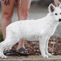 Berger Blanc Suisse and German Shepherd Puppies from Scenic Creek German Shepherds and White Swiss Shepherds