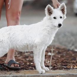 Berger Blanc Suisse and German Shepherd Puppies from Scenic Creek German Shepherds and White Swiss Shepherds