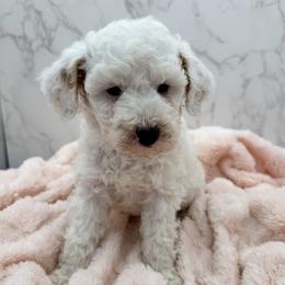 Pearl - Parti female Goldendoodle puppy in Kansas City, Kansas from Bella & Ivy’s Mini Goldendoodles of KC