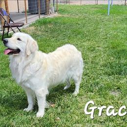 Girl 1 - Light golden female Golden Retriever puppy in Albuquerque, New Mexico from Teeter's Desert  Goddess Goldens