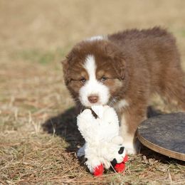 Australian Shepherd Puppies from Big Sky Aussies