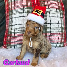 Garland - Chocolate merle female Bernedoodle puppy in Banner Elk, North Carolina from Walnut Tree Bernedoodles