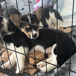 Pembroke Welsh Corgi Puppies from Db’s Pembroke Welsh Corgis