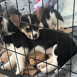 Pembroke Welsh Corgi Puppies from Db’s Pembroke Welsh Corgis
