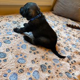 Standard Schnauzer Puppies from Harbor Hill Standard Schnauzers