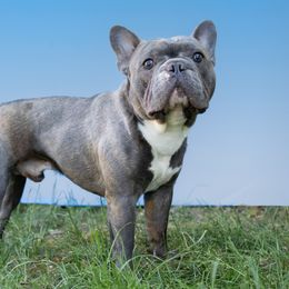 Beef - French Bulldog