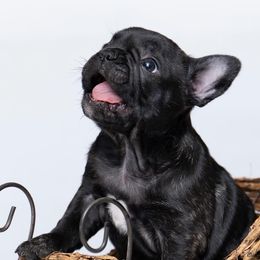French Bulldogs from DonnieLovesStella French Bulldogs