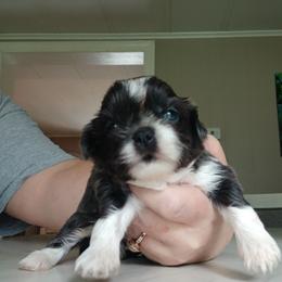 Olaf - Blue and white male Shih Tzu puppy in Brodnax, Virginia from K.B's