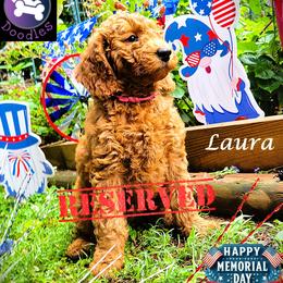 Laura - Red  female Goldendoodle puppy in Greer, South Carolina from South Paw Doodles