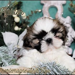 Shih Tzu Puppies from Charlemagne Shih Tzus