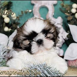 Shih Tzu Puppies from Charlemagne Shih Tzus