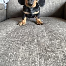 Albert - Black and tan male Dachshund puppy in Tonopah, Arizona from Brandie's Dachshunds