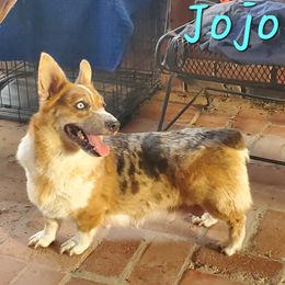 Jojo - American Corgi