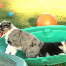 Australian Shepherd Puppies from Sliding S Australian Shepherds