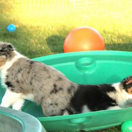 Australian Shepherd Puppies from Sliding S Australian Shepherds