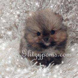 Pomeranian Puppies from Glitzypoms