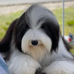 Betty - Bearded Collie