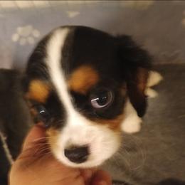 Boy 2 - Tri-color male Cavalier King Charles Spaniel puppy in East Providence, Rhode Island from Marta's Cavaliers