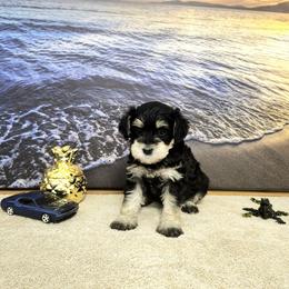 Zoey - Black and white female Schnoodle puppy in Tucson, Arizona from Smart Schnauzers & Schnoodles