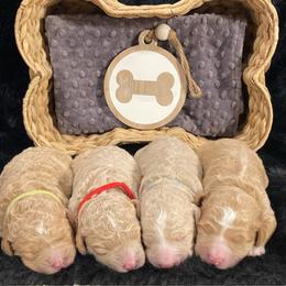 Goldendoodle puppies from Delaryedoodles