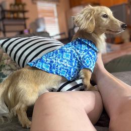 Steve - Dachshund