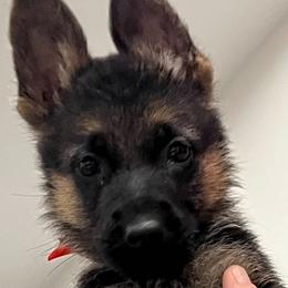 German Shepherd puppies from Green Forest German Shepherds