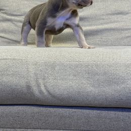 French Bulldog Puppies from Your Utah Frenchie