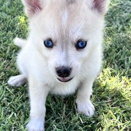 Chad - Merle male Pomsky puppy in Amarillo, Texas from Pom Pom Pomskies
