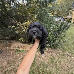 Jack - Black male Yorkipoo puppy in Henderson, North Carolina from Dorans Danes and Doodles