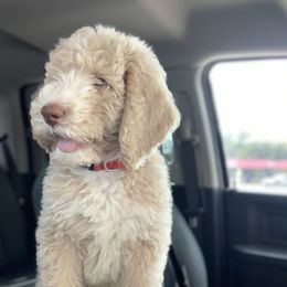 Goldendoodle, Golden Retriever, and Poodle Puppies from Studmuffin Services