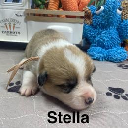 Stella - Sable female Pembroke Welsh Corgi puppy in Apison, Tennessee from Ashmore Corgis