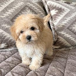Coral - Apricot female Havapoo puppy in Norwood, Missouri from Neuroth Pup Co.