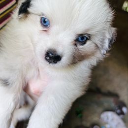 Cookie - Blue merle female Miniature American Shepherd puppy in Greenboro, North Carolina from Rustlingrass Miniature American Shepherds