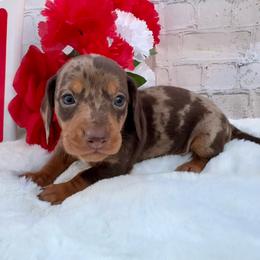 Luke - Dapple male Dachshund puppy in Colbert, Oklahoma from Brooke Crenshaw