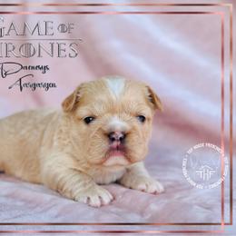 Game of Thrones, Daenerys Targaryen (fluffy) - Cream female French Bulldog puppy in Salem, Oregon from Toy House Frenchies