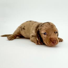 Beans - Dapple male Dachshund puppy in Waddell, Arizona from Neu Doxies