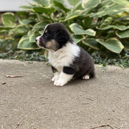 Pembroke Welsh Corgi Puppies from A&A’s Adorable Corgis