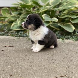 Pembroke Welsh Corgi Puppies from A&A’s Adorable Corgis
