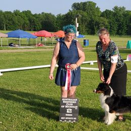 Australian Shepherd All Grown Up from Bur Oak Aussie's
